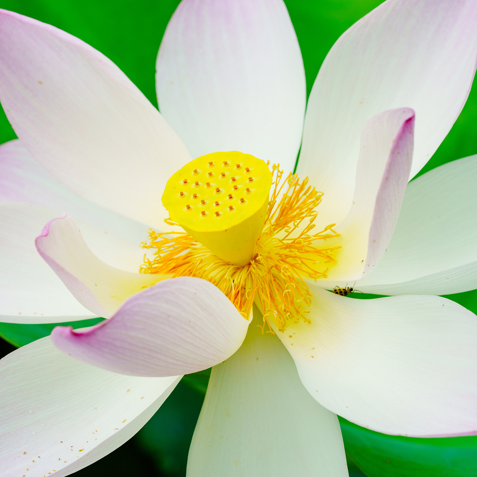 White Lotus Flower